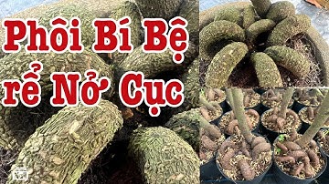 ( Đã hết)Gốc nhớt đế các loại rể nở to khối cục 0766765975