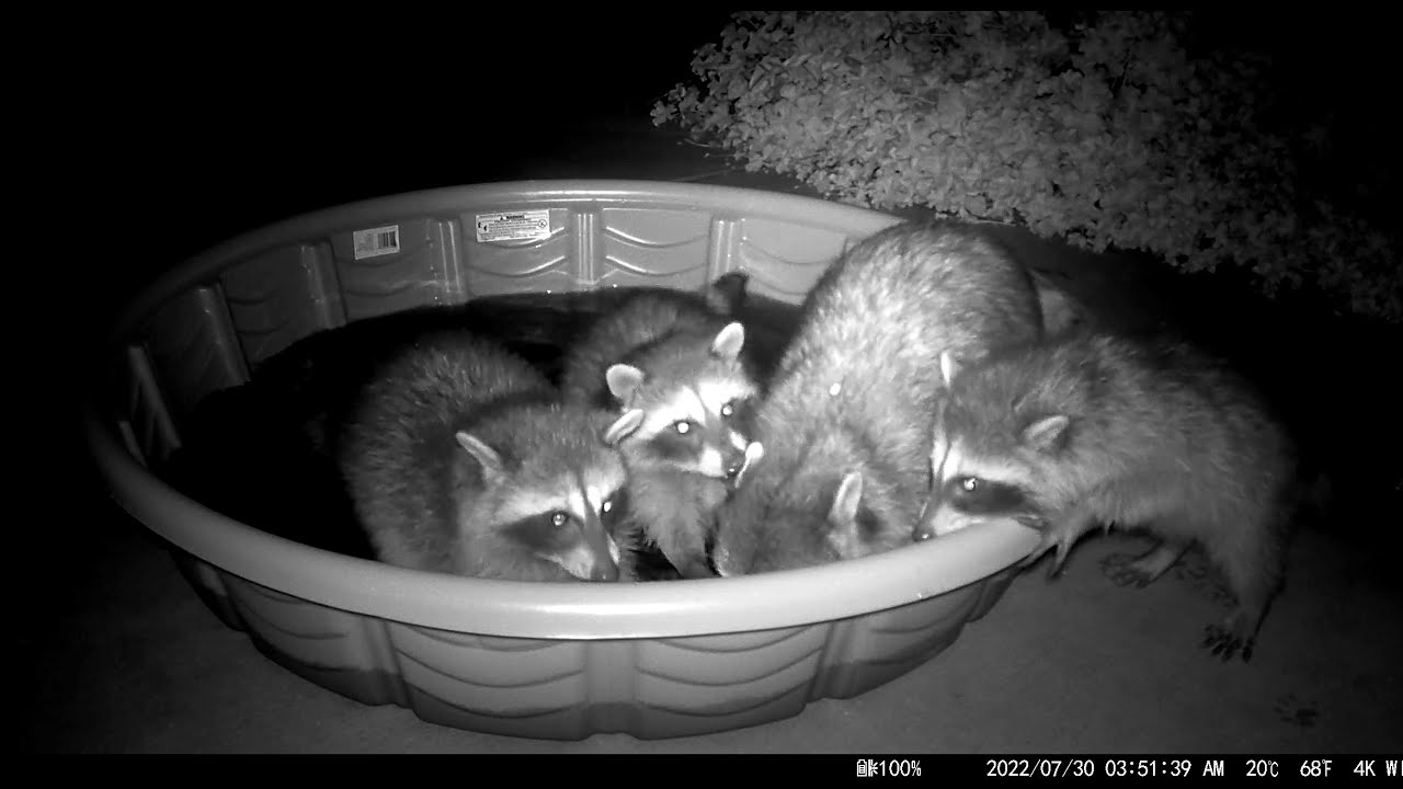 Baby Raccoons Having Fun In Wading Pool YouTube