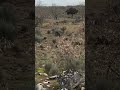 #кабан #абакасобака #охота #охотавроссии