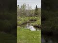 Bear leaves our field and crosses the creek to the other side of our land. #bear #wildlife #wildlife