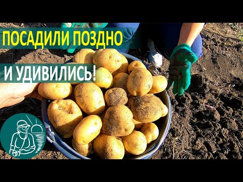 Video: Potatoes Limonka - Description Of The Variety With Photos, Characteristics, Planting And Care