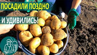 видео: 🥔 Удивила посадка картофеля летом! 🌿 Выращивание картофеля по технологии Гордеевых картинка: 🥔 Удивила посадка картофеля летом! 🌿 Выращивание картофеля по технологии Гордеевых