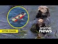 Otter stealing surfboards and hearts but concerning officials  | CBC Kids News