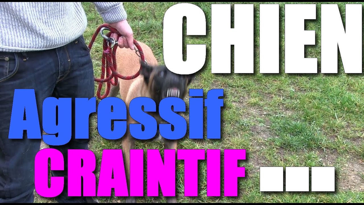 CHIEN ATTAQUE LES GENS ! (NOUVEAU) malinois pronunciation
