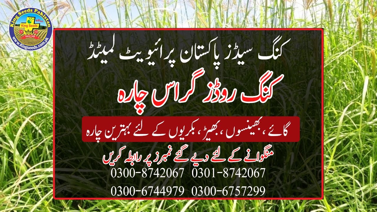 Rhodes grass fodder seedbest grass for grazing animals YouTube