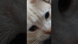 кот грустит под dido - thank you (slowed/reverd)