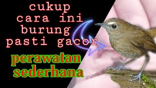 Suara burung cepat gacor  Cara Mudah Merawat burung jongkangan coklat