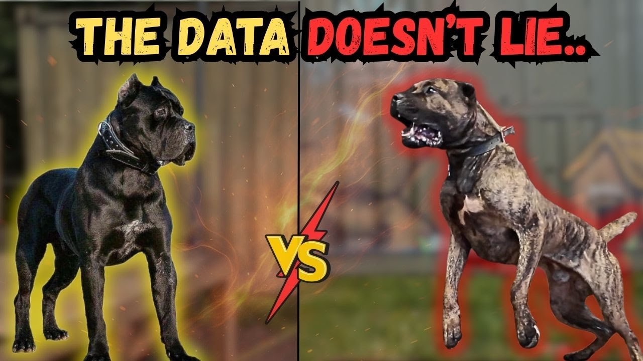 Преса Канарио против Кане Корсо - Динамика силы укуса