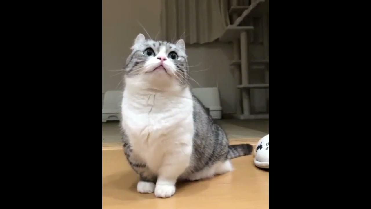 Бананчики🍌 1 час - YouTube