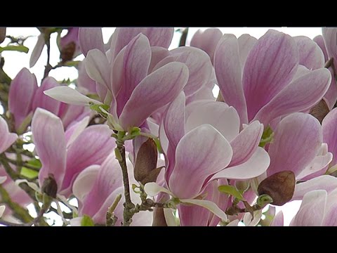 Vidéo: Mon magnolia ne fleurira pas : découvrez pourquoi un magnolia ne fleurit pas