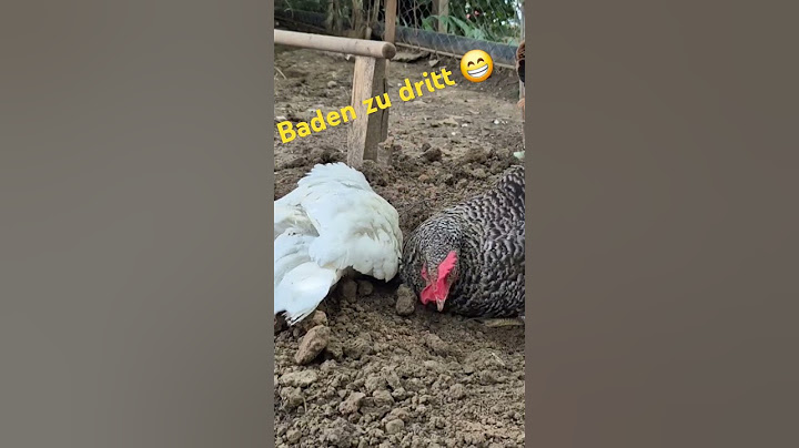 Baden zu dritt #chicken #funny #funnyanimals #nature #hühner #animals #backyardchickens