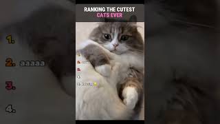 Funny animal videos🤣 #shorts