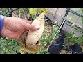 Growing ground cover OR potatoes?