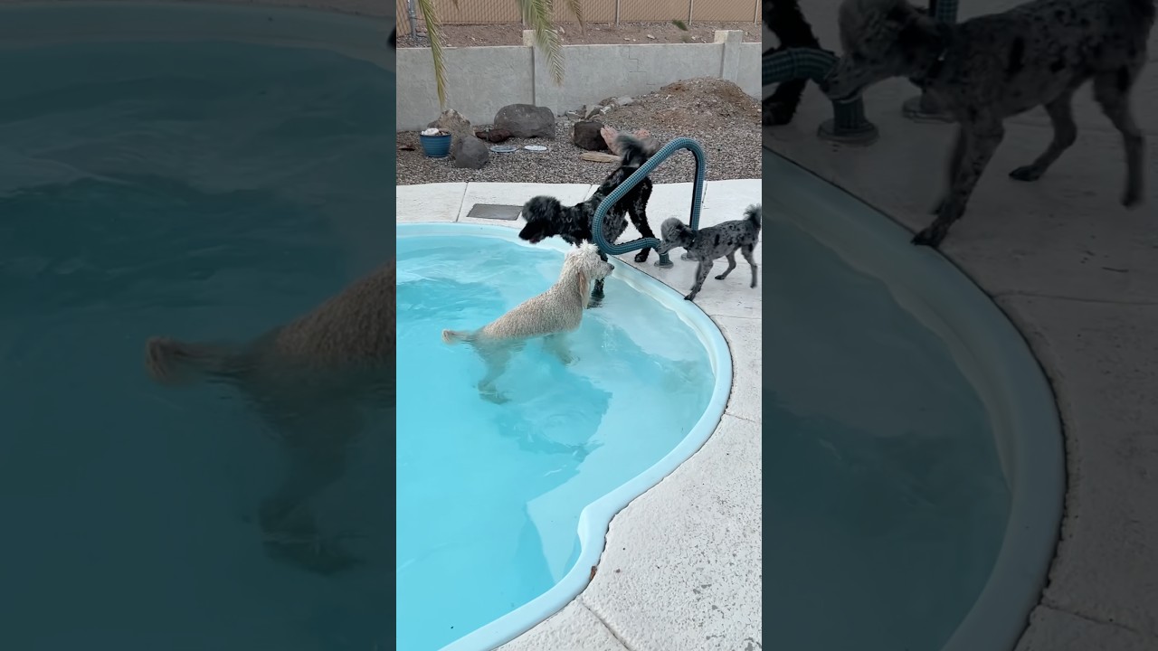 Pool Party Poodle Style! 🐩💦#shorts