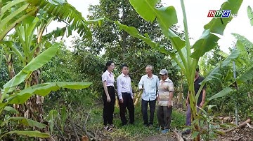 Tình cây và đất: Mô hình xen canh cho hiệu quả kinh tế cao | THTPCT