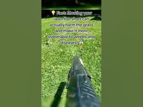 🌱🏡 Did you know? Lawn care tip that'll blow your mind! 🤯🔥 - YouTube