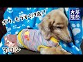 【情熱大陸Vol.014】ダックスフント19才の老犬マロンに密着【ベンガルロケット】