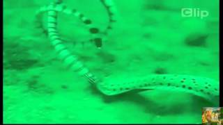 Copy of Sea snakes and electric eels fight