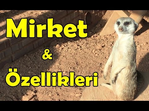 Video: Mirketler Evde Nasıl Tutulur