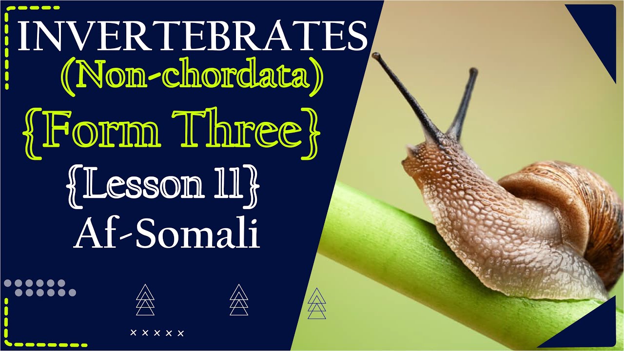 Form Three Biology Phylum Arthropods Af Somali Youtube