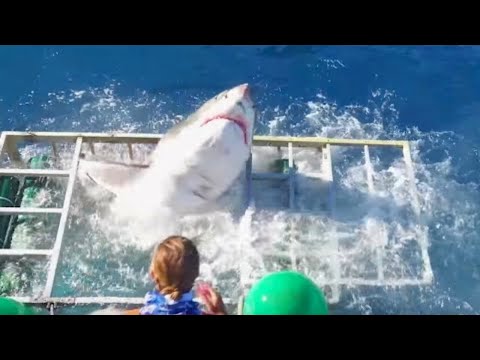 Случаи Жести с Дайверами Снятые на Камеру