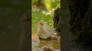 Birds bath in water ||#trendingshorts #wildlifephotography