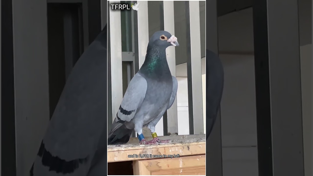 Old Gabby Bloodline Male | How Old Is the Oldest Bird in Your Loft?