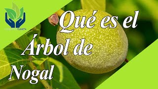 Nogal Todo Sobre Este Árbol Milenario