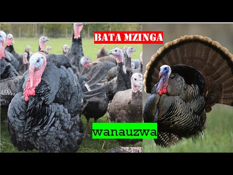 UFUGAJI BORA WA BATA MZINGA Zijue Faida Za Kufuga Bata Mzinga Tanzania 