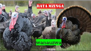 UFUGAJI BORA WA BATA MZINGA:Zijue faida za kufuga bata mzinga tanzania UFUGAJI BORA WA BATA MZINGA:Zijue faida za kufuga bata mzinga tanzania