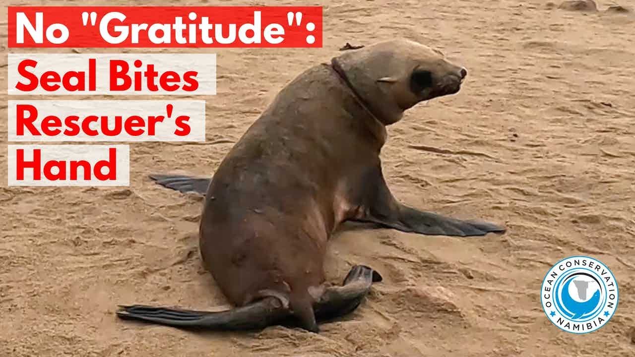 No "Gratitude" Seal Bites Rescuer's Hand YouTube