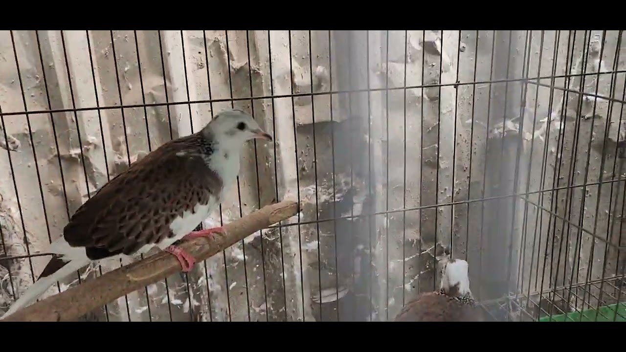 Cu gáy thái bông đẹp víp chỉ 400k 1 cặp trở lên.ship toàn quốc zalo 0834522477