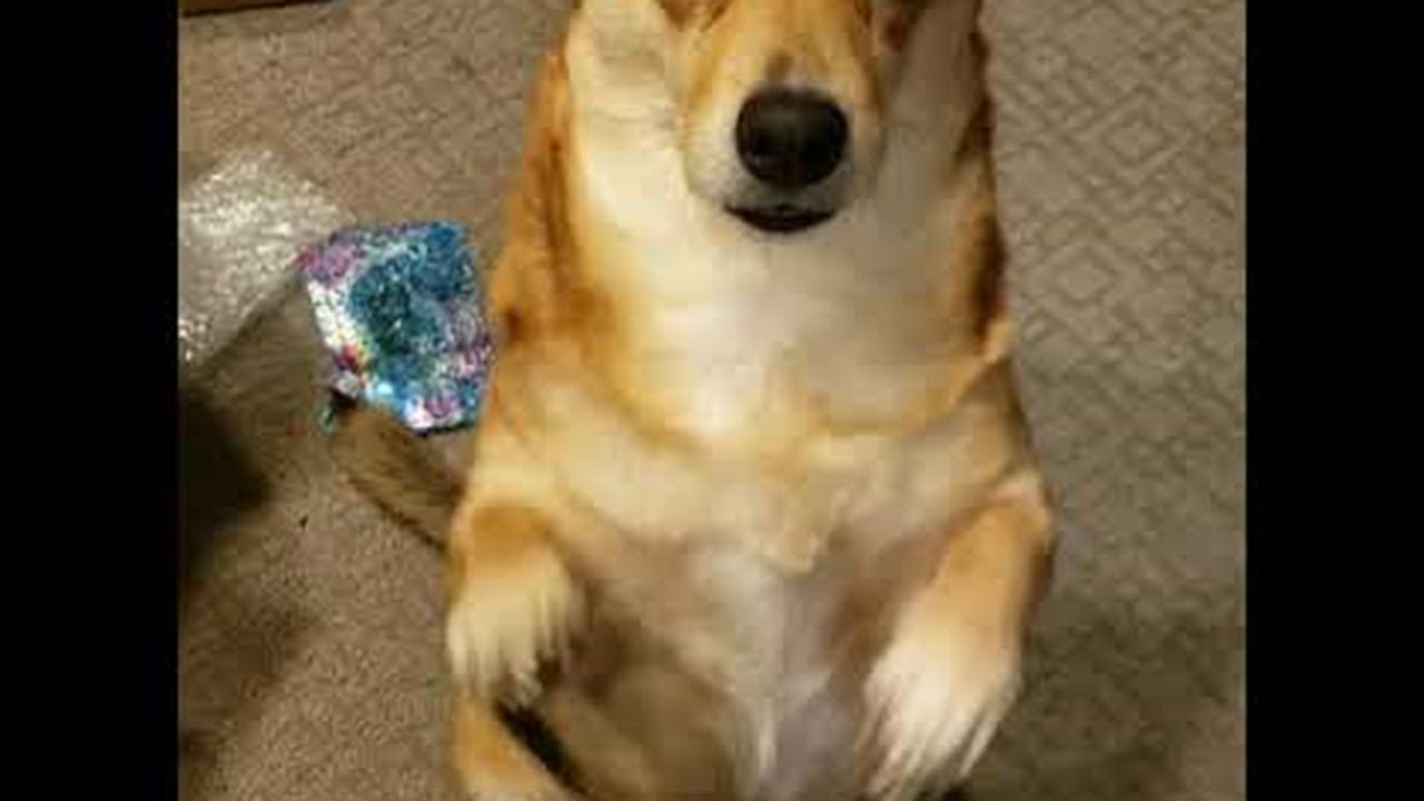 Corgi Won't Allow Work || ViralHog