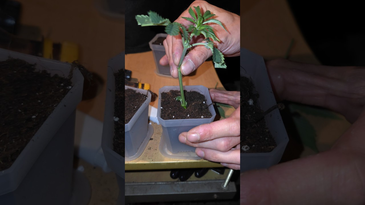 Gorilla Melon Stecklinge schneiden 