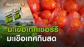 มะเขือเทศเชอร์รี มะเขือเทศกินสด : มหาอำนาจบ้านนา (5 เม.ย. 63)