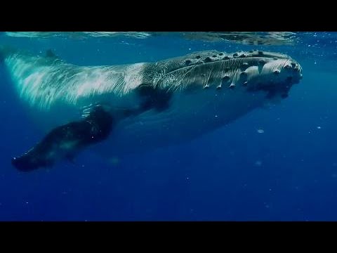 whales breaching The plastic waste being pulled from dead whales is astounding