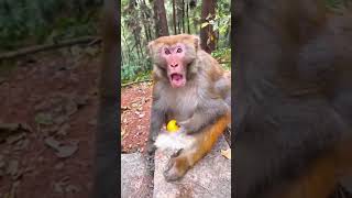 annoying monkey action