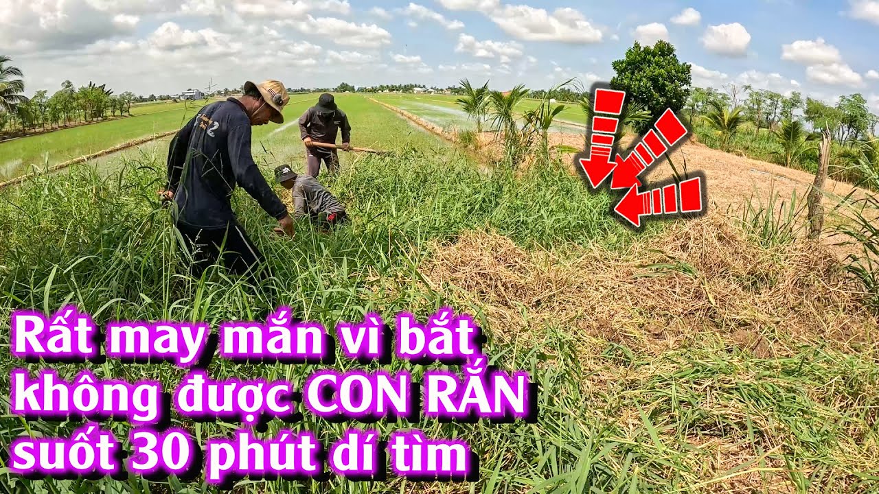 Dành 30 phút để dí bắt CON RẮN và nhận được một bất ngờ LỚN | TGSB #1023