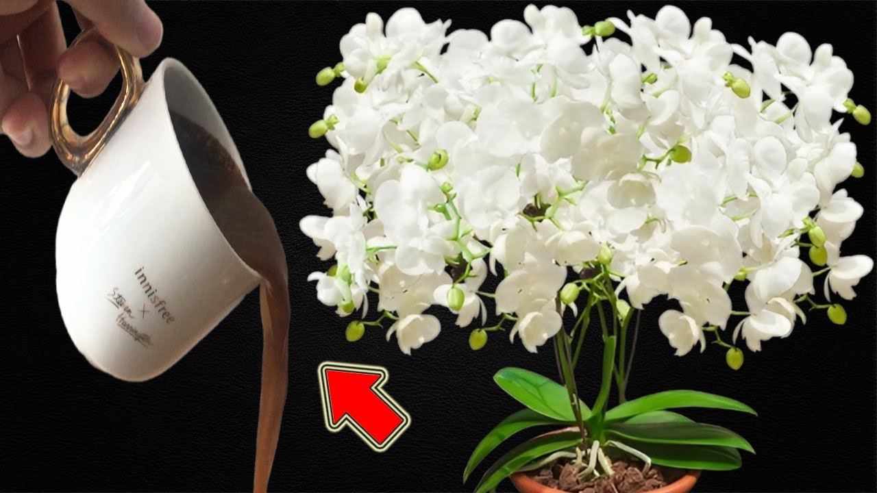 Самое сильное органическое удобрение! Орхидеи растут быстро и цветут уже через 1 ночь