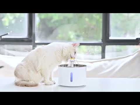 Video: Hur Dricksvatten Kan Rädda Kattens Urinblåsa