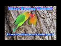 Suara Lovebird mau kawin part 6