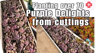PLANTING OVER 70 CUTTINGS OF PURPLE DELIGHTS  | Graptopetalum Purple Delight | Succulents