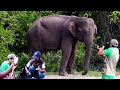 Failed attempt on tranquilizing a wild elephant