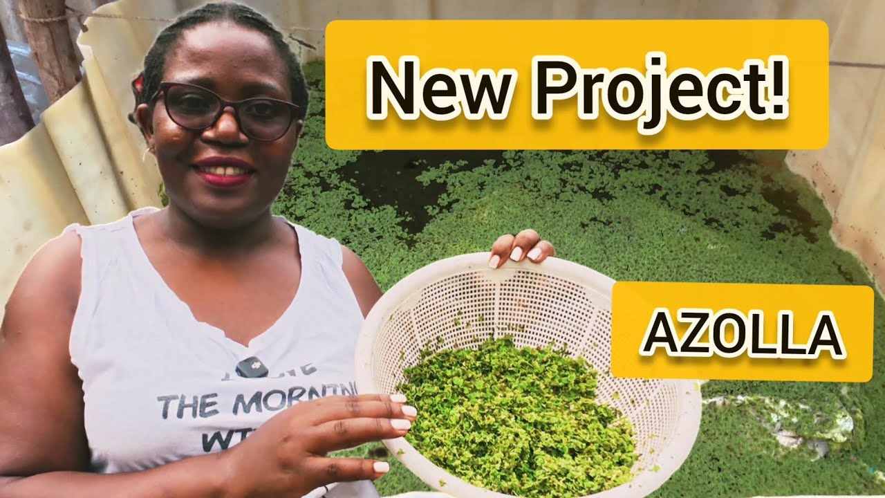 How I Grow Azolla To Feed My Chicken! And Save Money!