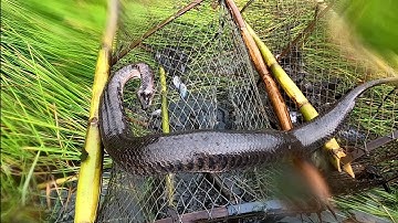 Rắn Phá Quá Cá Không Dám Vô Lờ Luôn /Đạt Nguyễn Cần Giờ