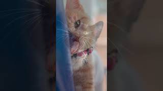 Phobia Test: AILUROPHOBIA ( Takut dengan Kucing) #faktaunik #faktamenarik #phobia #viral