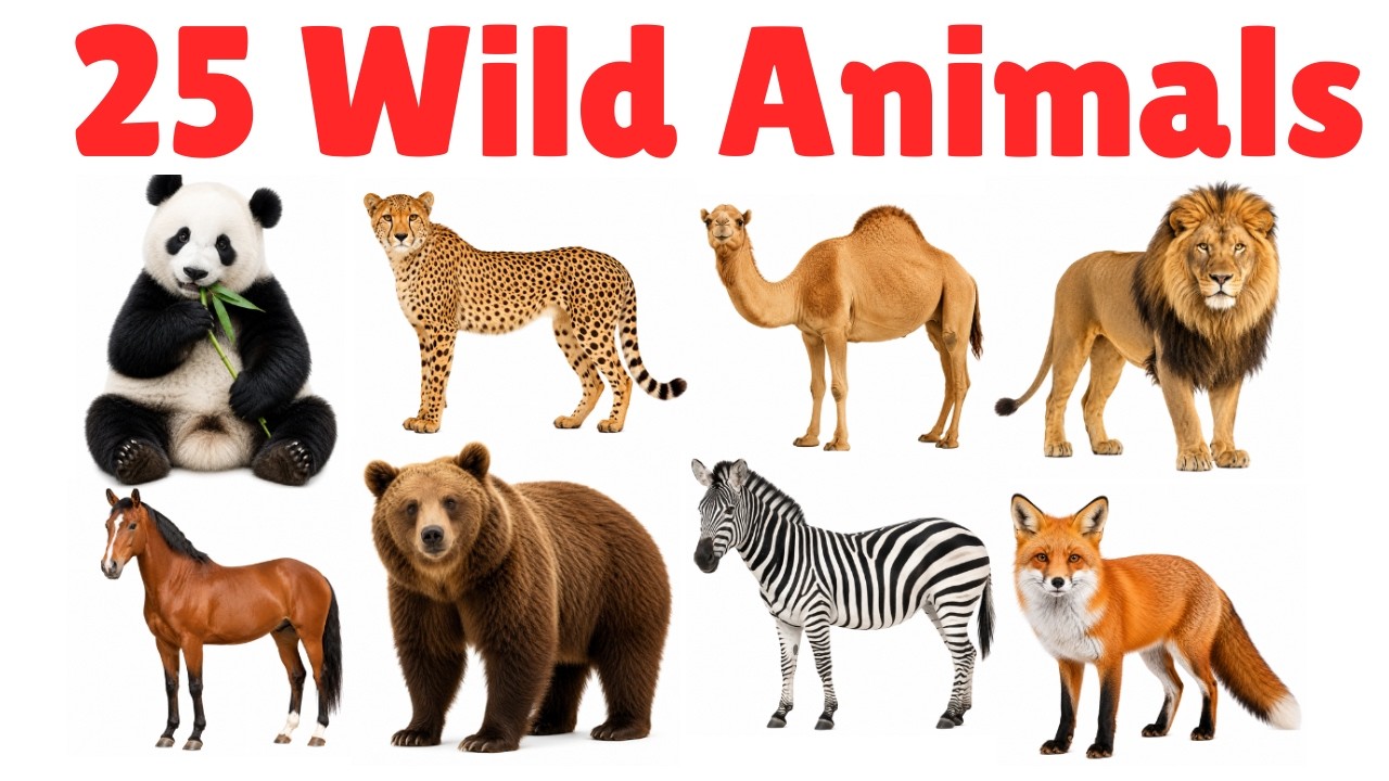 30 Wild Animals Names in English with Pictures | Jungle Animal Names ...