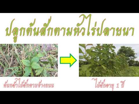 ปลูกต้นสักตามหัวไร่ปลายนา