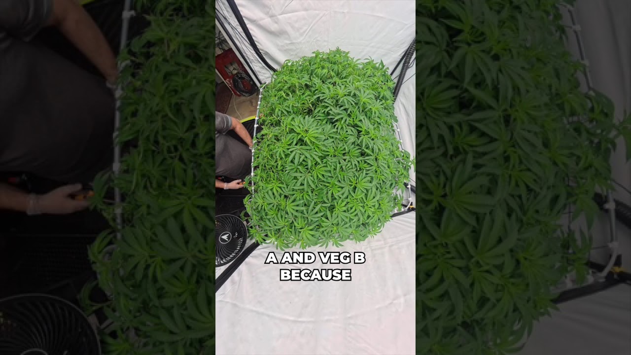 Switching to Bloom Nutrients