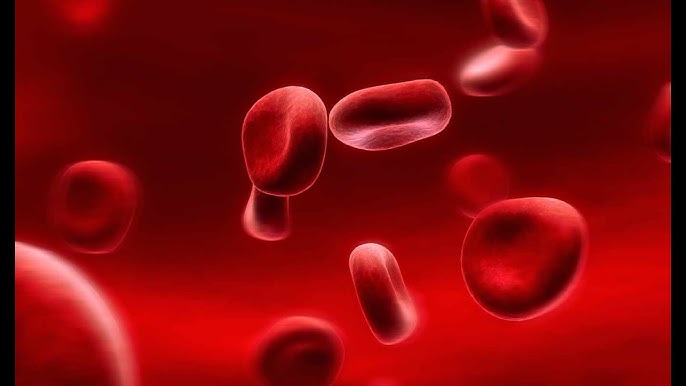 Ajoyib kokrak qoramagiz oqituvchisini sikadi